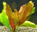 Echinodorus "Red Flame"