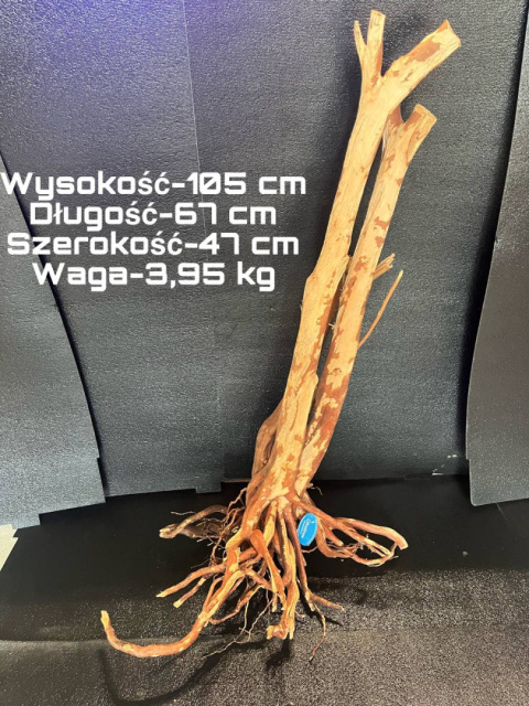 Korzeń Stump Wood 67cm x47cm 105cm H