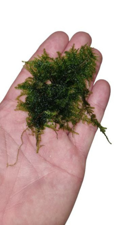 Brazil moss - Vesicularia sp- porcja