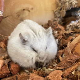 Exotic Kokos 25L Zrębki kokosa Joris No Smell