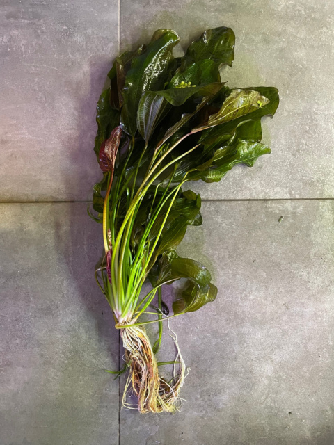 Echinodorus Red Rubin Amazon - koszyk XXXXXL