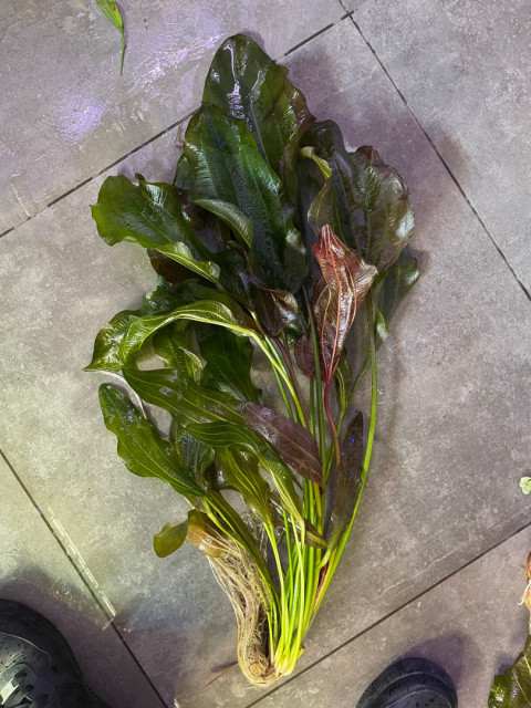 Echinodorus Red Rubin Amazon - koszyk XXXXXL