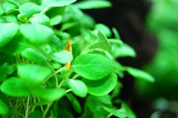 Lobelia cardinalis mini [2 szt] Hodowla wodna