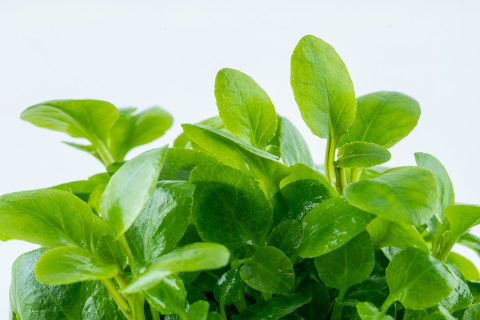 Lobelia cardinalis mini [2 szt] Hodowla wodna