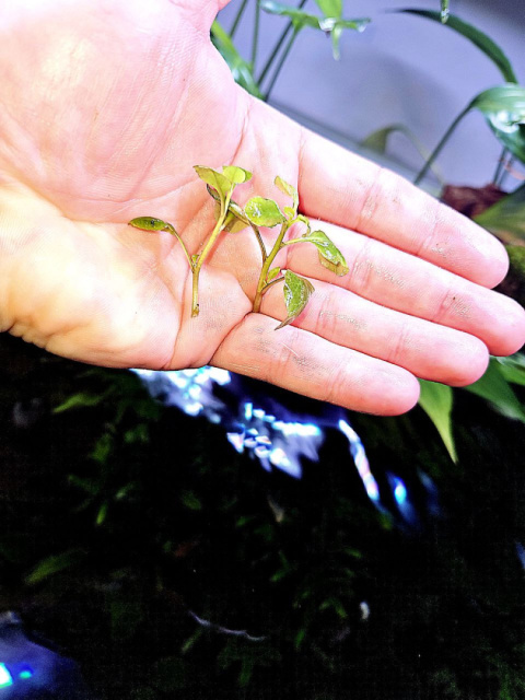 Lobelia cardinalis mini [2 szt] Hodowla wodna