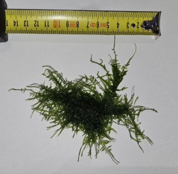 Mech Christmas moss Vesicularia montagnei - MEGA Porcja