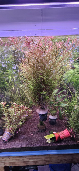 ROTALA ROTUNDIFOLIA INDICA - 5 sadzonek 20cm