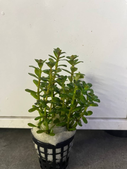 Ammania sp. Bonsai- 2 sadzonki