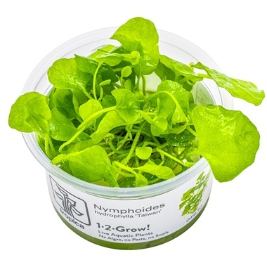 Nymphoides hydrophylla 'Taiwan' invitro