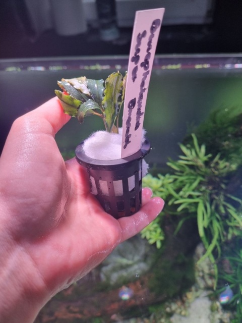 Bucephalandra Super Emerald unikat - koszyk