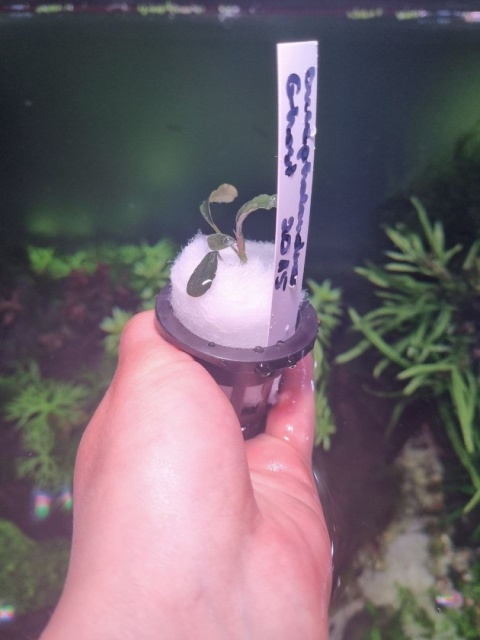 Bucephalandra Ghost 2015 unikat - koszyk