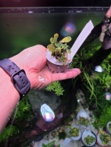 Bucephalandra Brownie Purple - koszyk