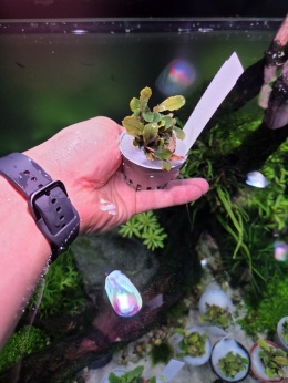 Bucephalandra Brownie Purple - koszyk