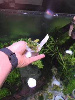 Bucephalandra Brownie Purple - koszyk