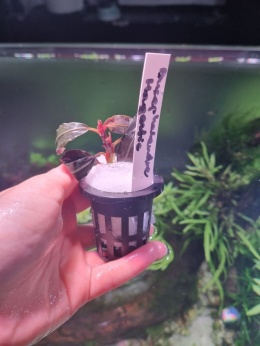 Bucephalandra Magestic unikat - koszyk