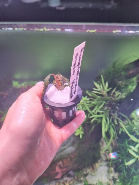 Bucephalandra Green Velvet unikat - koszyk
