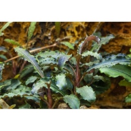 Bucephalandra Kedagang