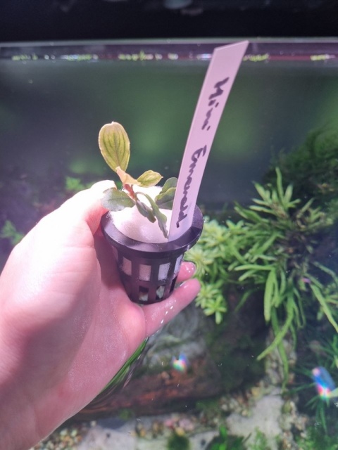 Bucephalandra Mini Emerald unikat - koszyk