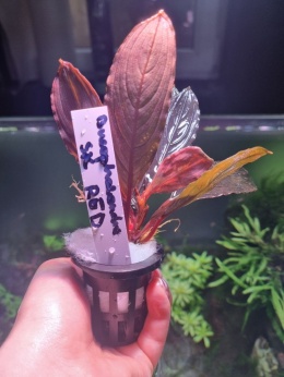 Bucephalandra SK Red unikat - koszyk