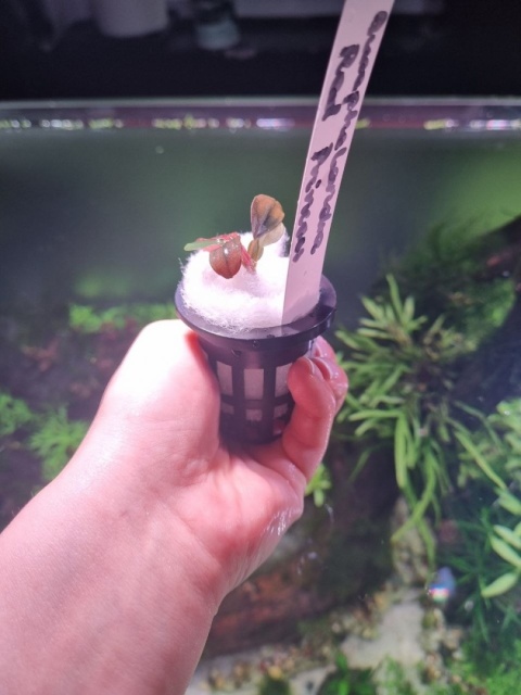 Bucephalandra Red Princess unikat - koszyk