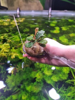 Bucephalandra 