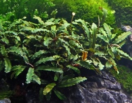 Bucephalandra Pygmaea Bukit Kelam