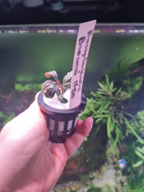 Bucephalandra Brownie Neo unikat - koszyk