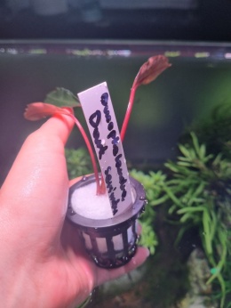 Bucephalandra Dark Serimbu unikat - koszyk