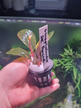 Bucephalandra SK Round unikat - koszyk