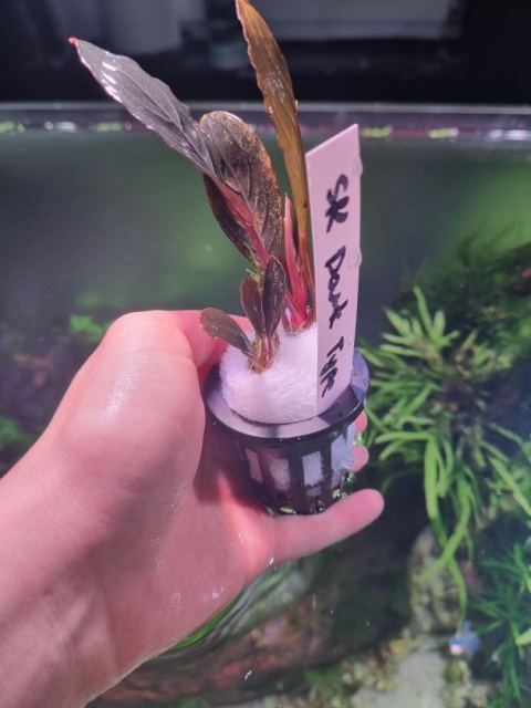 Bucephalandra SK Dark Type unikat - koszyk