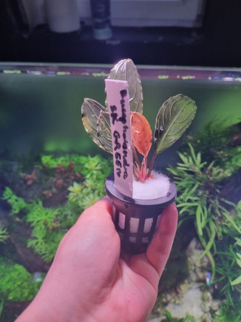 Bucephalandra SK Green unikat - koszyk