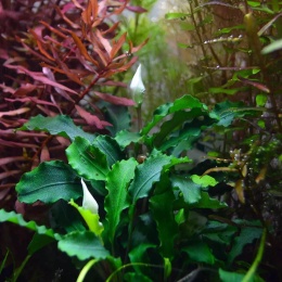Bucephalandra Wavy Leaf