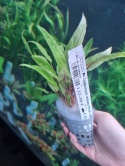 Cryptocoryne undulata 'Broad Leaf'- koszyk