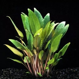 Cryptocoryne Lucens