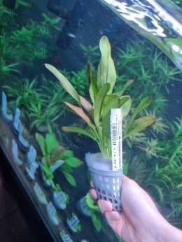 Echinodorus fantastic- koszyk