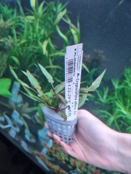 Cryptocoryne affinis- koszyk