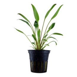 Cryptocoryne x willisii