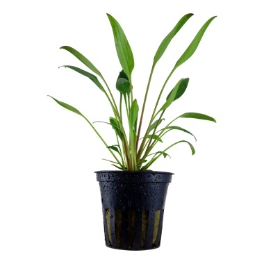 Cryptocoryne x willisii