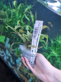 Cryptocoryne wendtii Tropica - duży koszyk