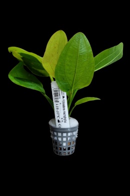 Echinodorus Macrophyllus- koszyk