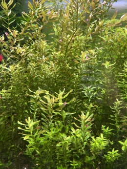 Rotala Orange Juice - 2 sadzonki