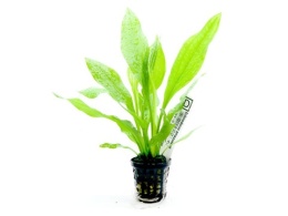 Echinodorus amazonicus - koszyk