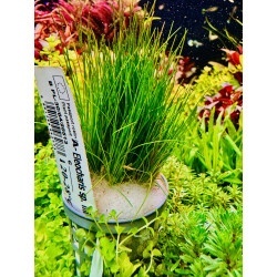 Eleocharis acicularis - koszyk