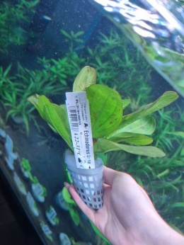 Echinodorus Lena- koszyk
