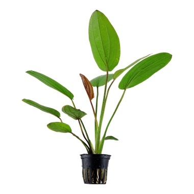 Echinodorus x barthii