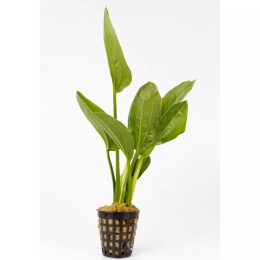 Echinodorus fluitans - koszyk
