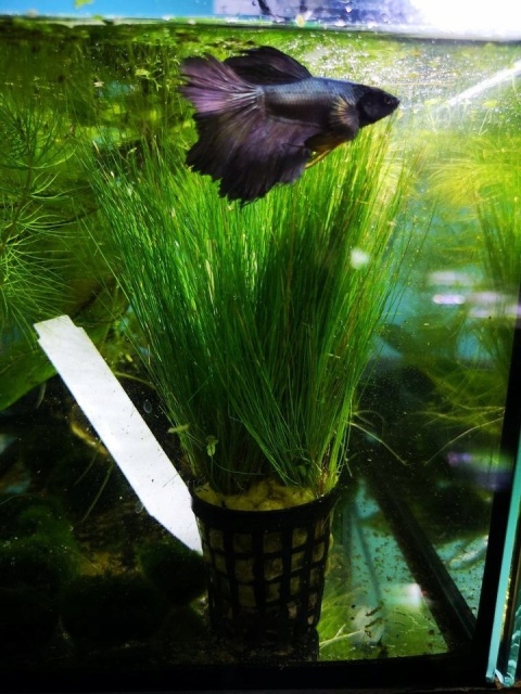 Eleocharis sp.mini - koszyk