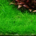 Eleocharis sp.mini - koszyk