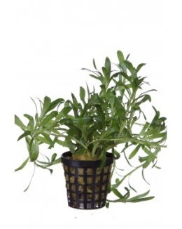 Heteranthera zosterifolia - 2 łodygi 10cm