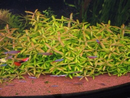 Hygrophila polysperma - 2 sadzonki